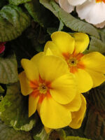 Primula
