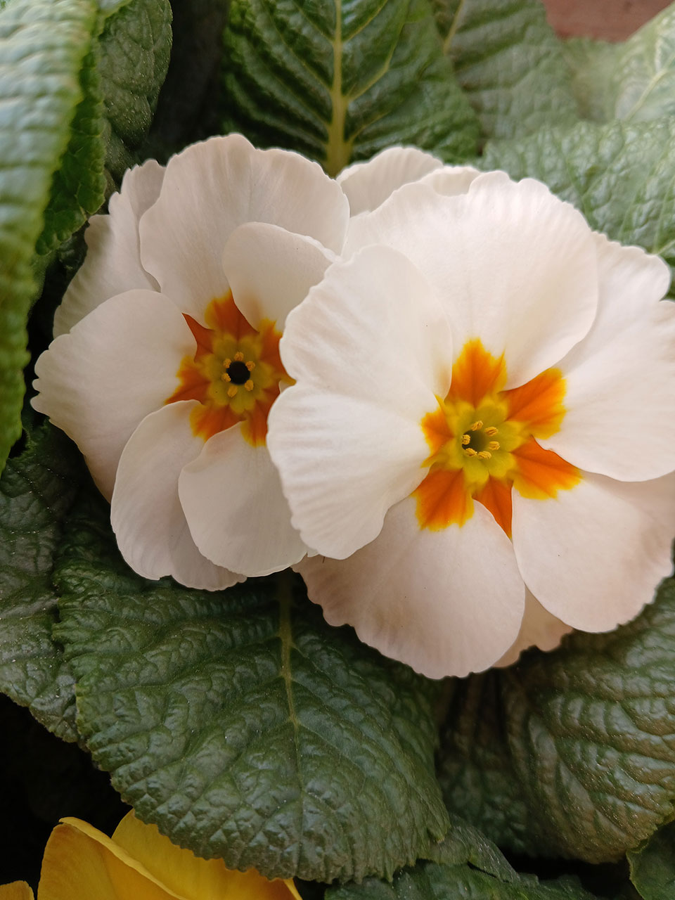 Primula