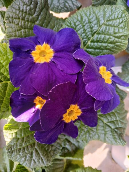 Primula