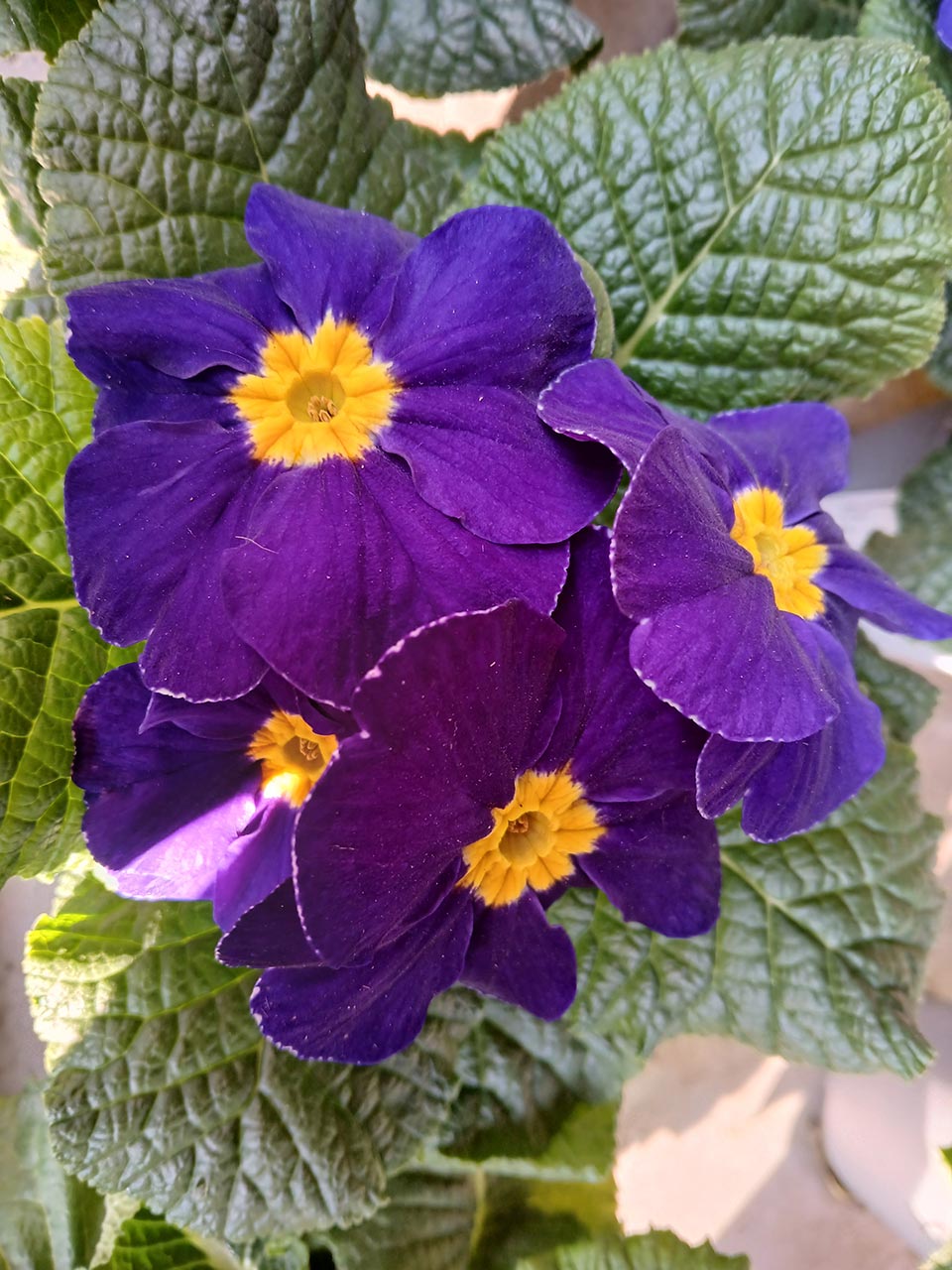 Primula