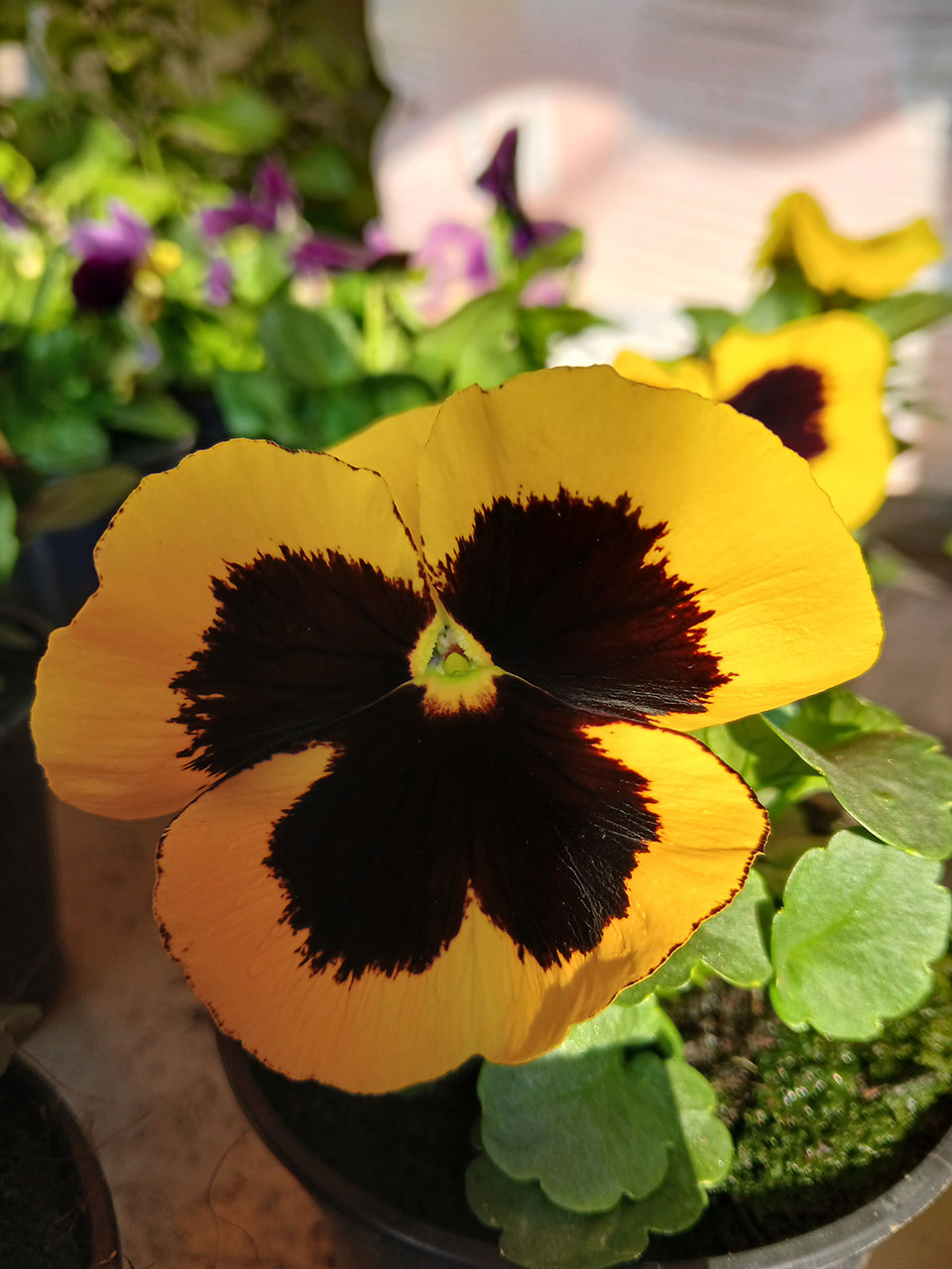 Viola