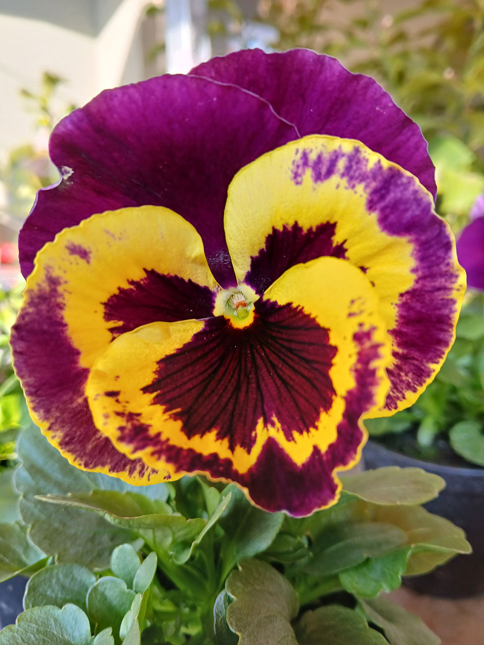 Viola