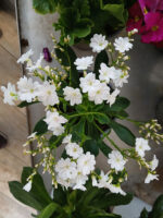 Lewisia