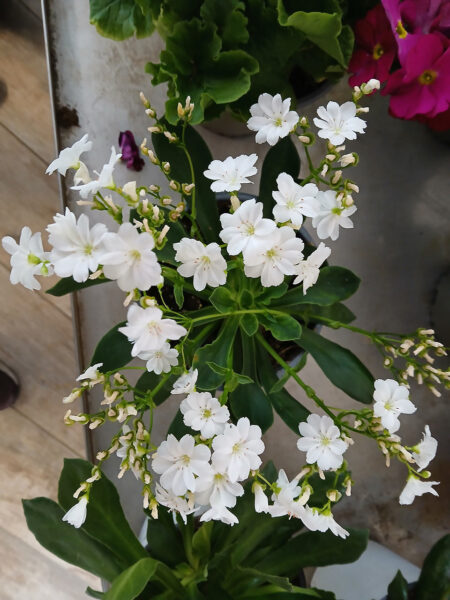 Lewisia