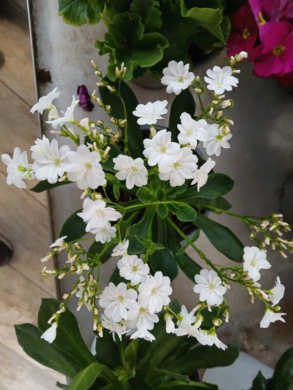 Lewisia