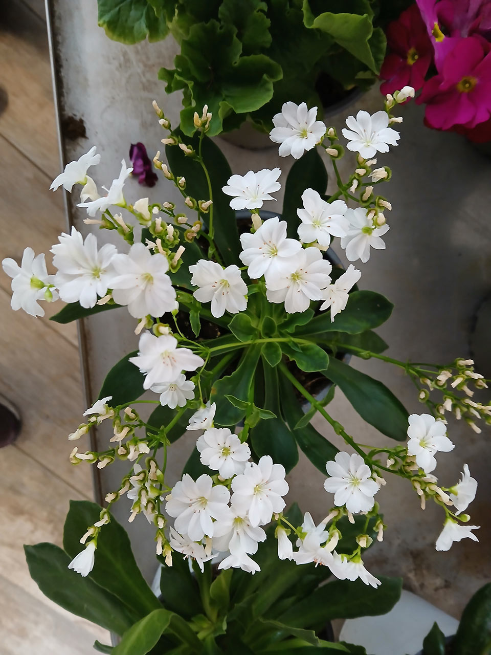 Lewisia