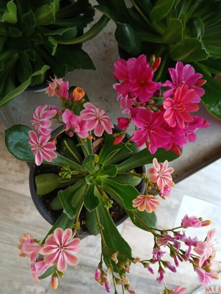 Lewisia