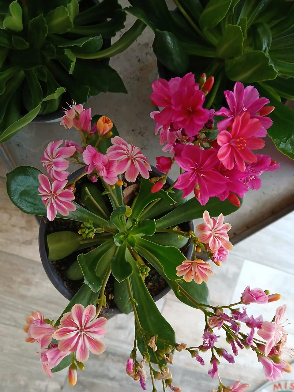 Lewisia