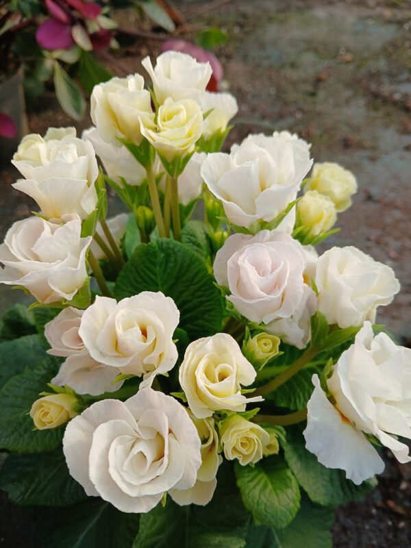 Primula Bellerose