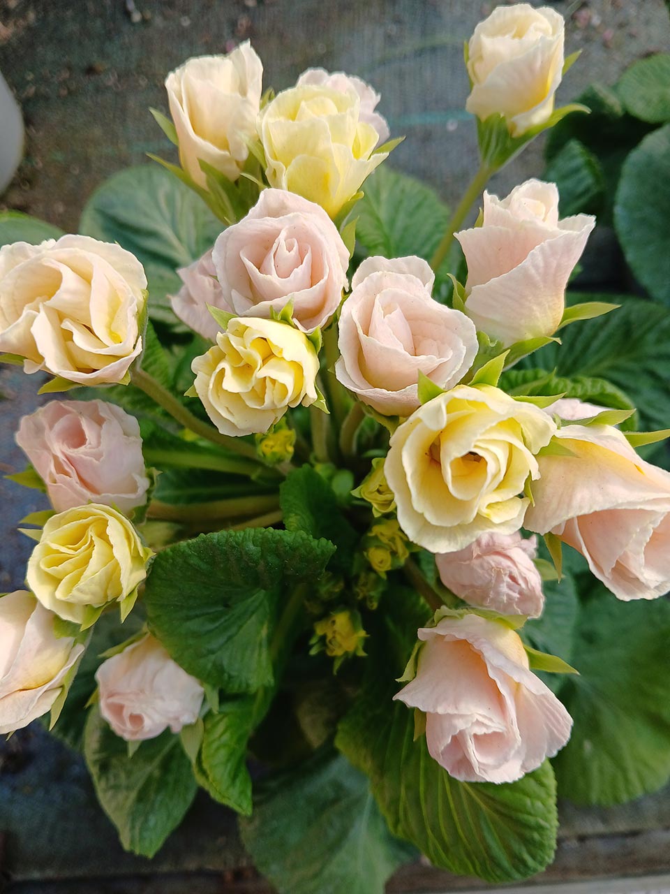 Primula Bellerose