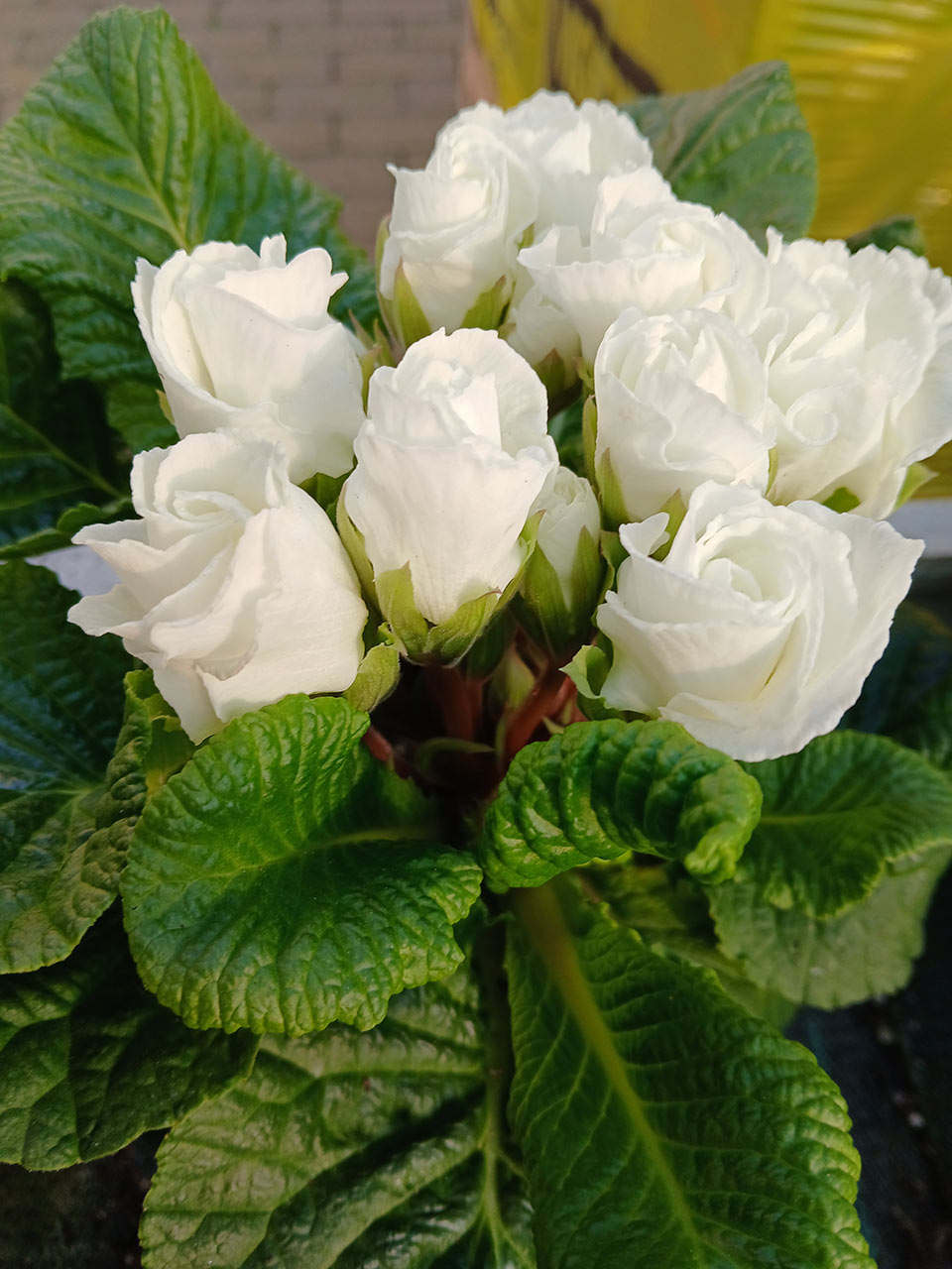 Primula Bellerose