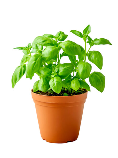 Aromatica Basilico