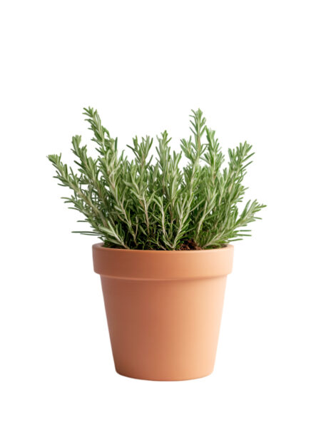 Aromatica Rosmarino