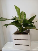 Aglaonema
