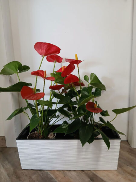 Anthurium