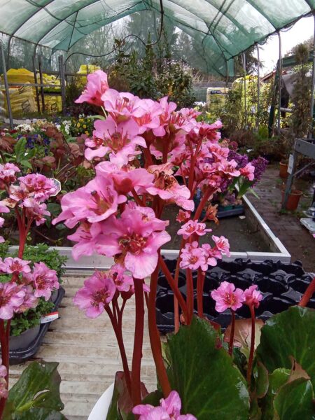Bergenia