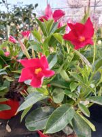 Dipladenia