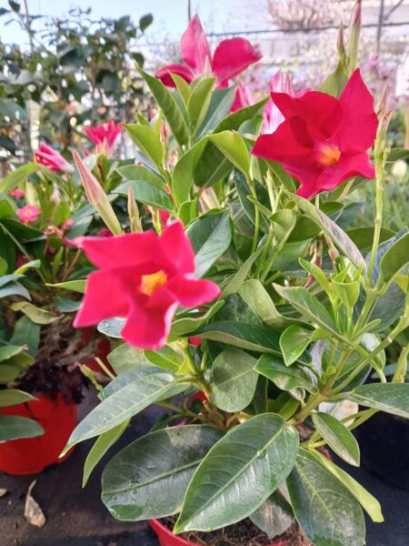 Dipladenia