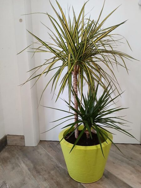Dracaena