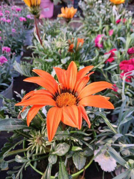 Gazania