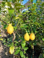 Limone
