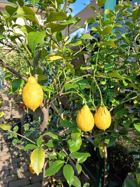 Limone
