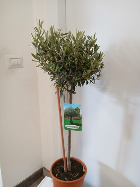 Ulivo