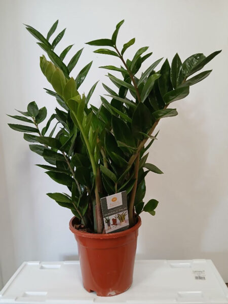 Zamioculcas