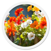 Fiori stagionali
