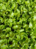 Insalata