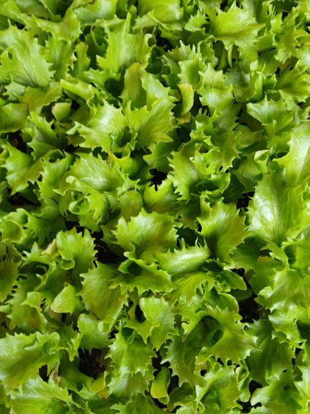 Insalata