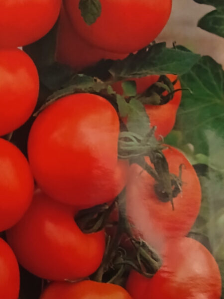 Pomodoro