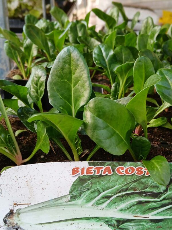 Bieta Costa