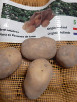 Patate da semina