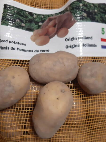 Patate da semina