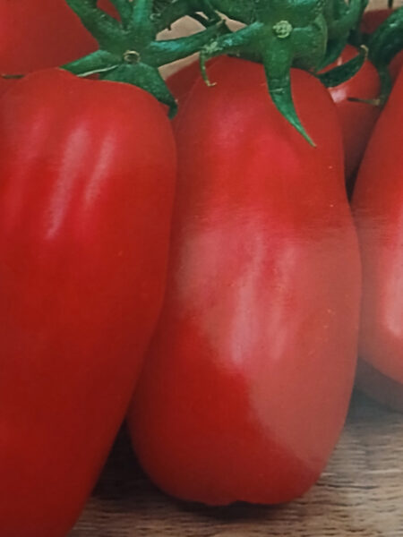 Pomodoro San Marzano